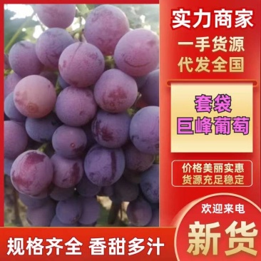 巨峰葡萄山东聊城葡萄大量上市保甜保品质量大从优！！