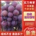 巨峰葡萄山东聊城葡萄大量上市保甜保品质量大从优！！