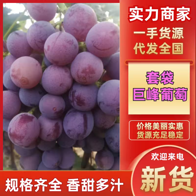 巨峰葡萄山东聊城葡萄大量上市保甜保品质量大从优！！