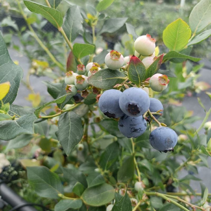 蓝莓