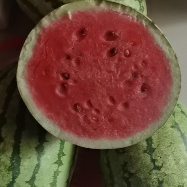 大金花