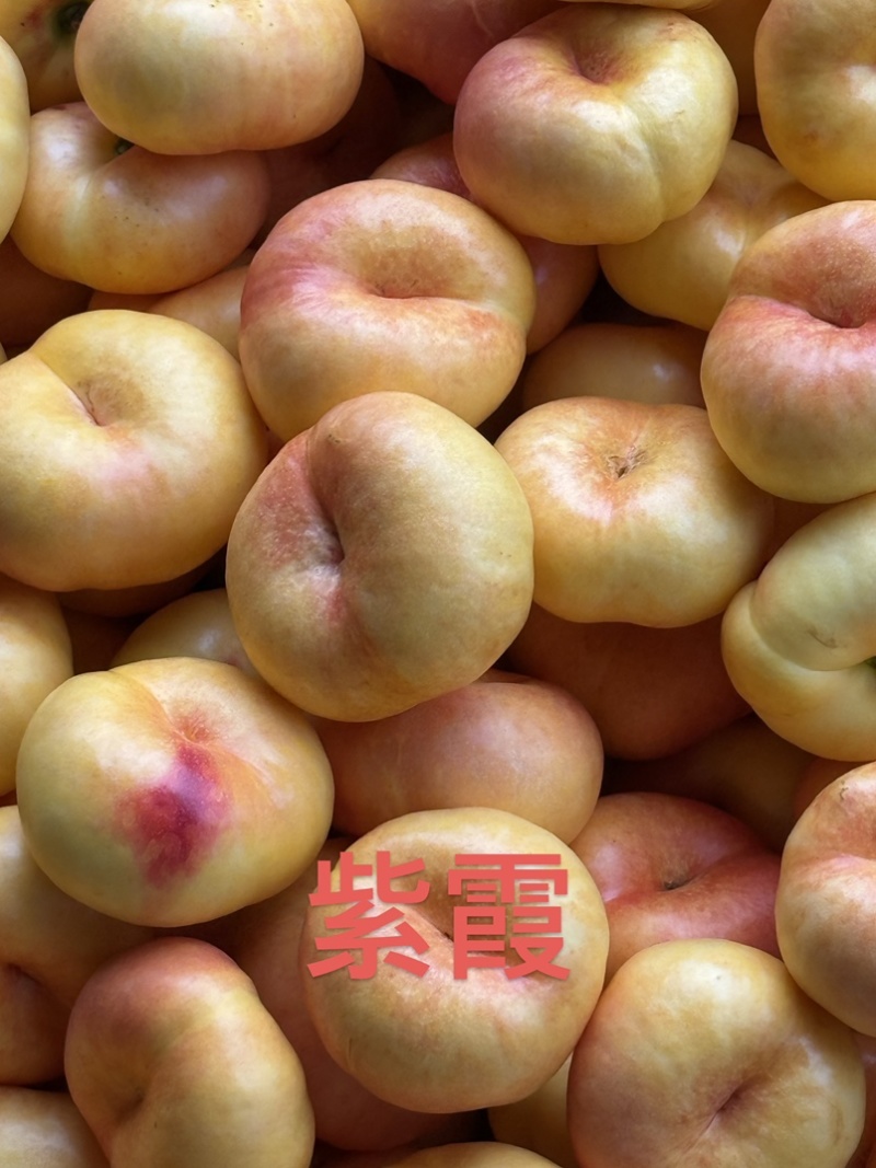 山东蒙阴蜜桃黄油桃，黄毛桃，黄蟠桃，奶油蟠桃，承接代发业务