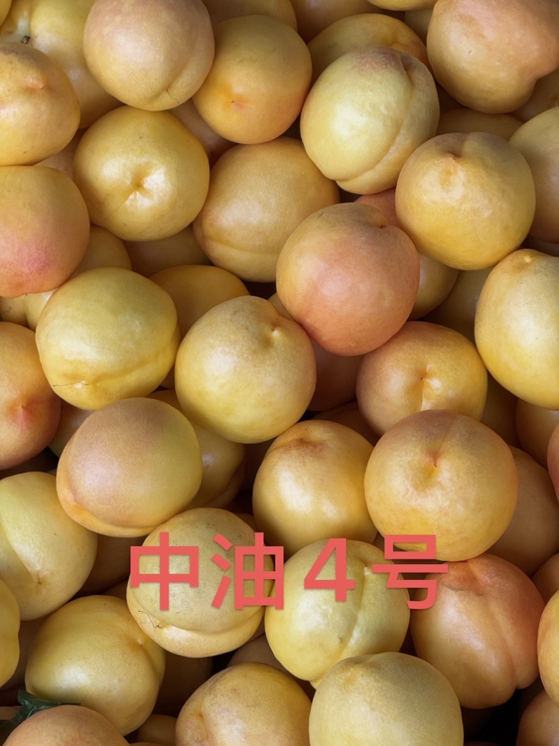 山东蒙阴蜜桃黄油桃，黄毛桃，黄蟠桃，奶油蟠桃，承接代发业务