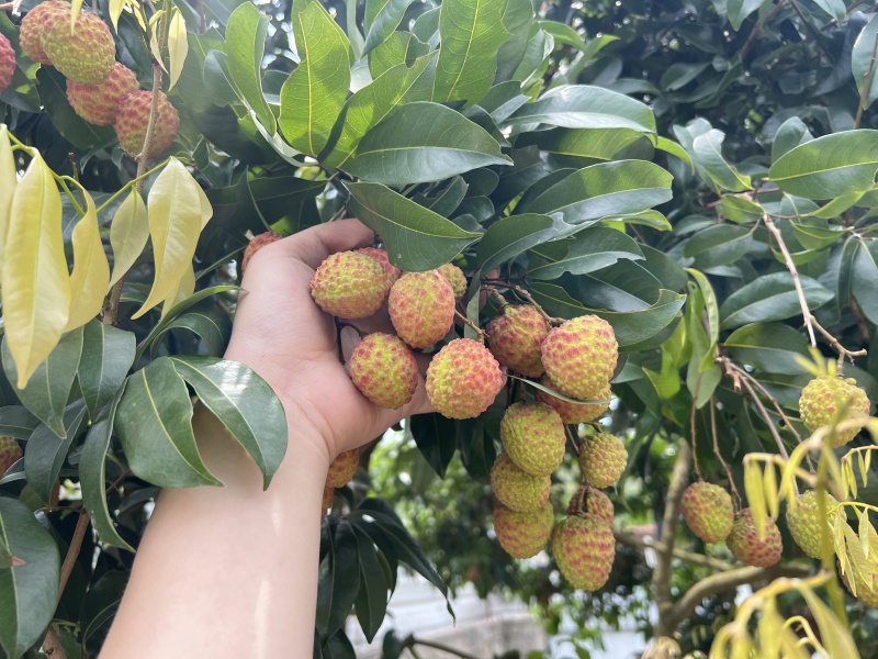 自家仙进奉预售，批发一件代发
