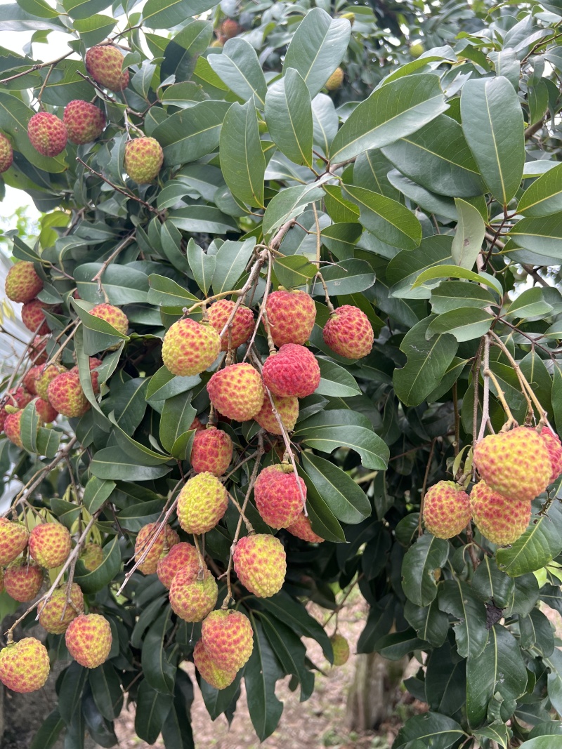 自家仙进奉预售，批发一件代发