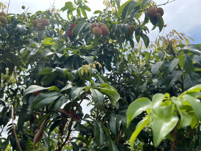 自家仙进奉预售，批发一件代发
