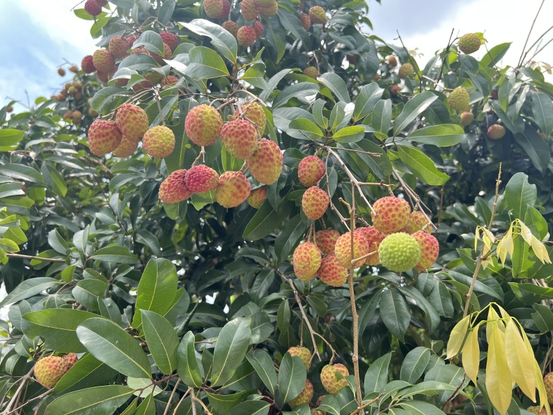 自家仙进奉预售，批发一件代发