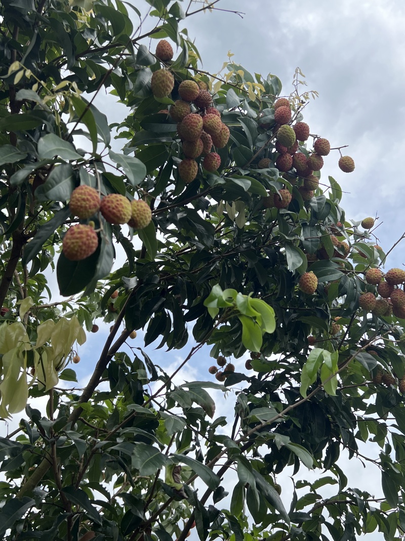 自家仙进奉预售，批发一件代发