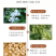 包邮）中药材白扁豆白扁豆白扁豆新货扁豆另有炒白扁豆