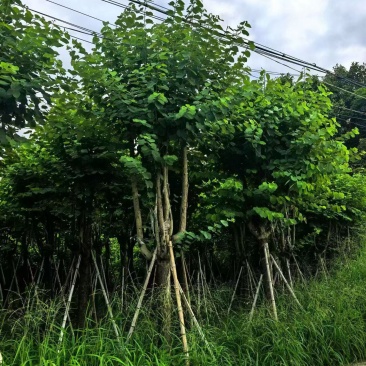 宫粉紫荆骨架10-25分，大量现货