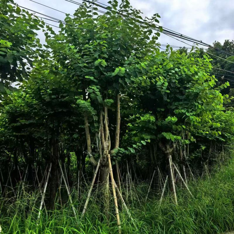 宫粉紫荆骨架10-25分，大量现货