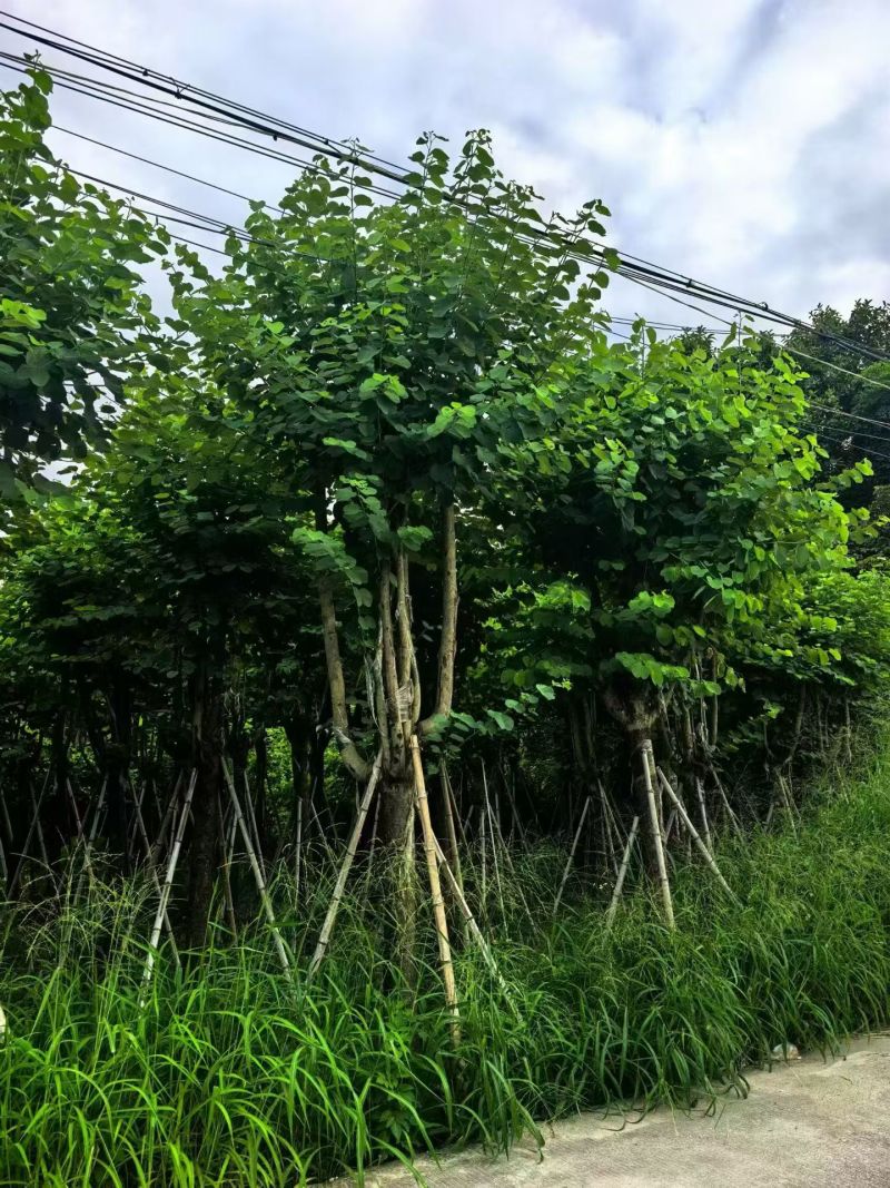 宫粉紫荆骨架10-25分，大量现货