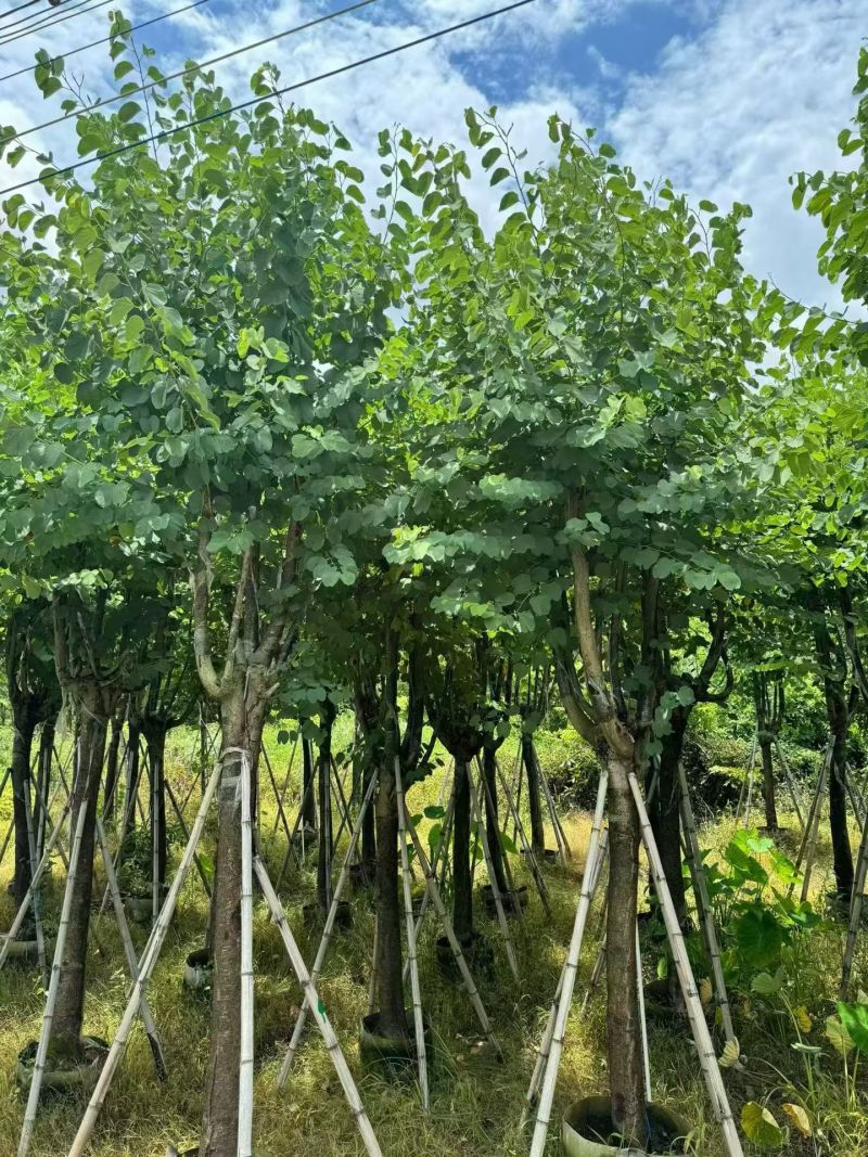 宫粉紫荆骨架10-25分，大量现货