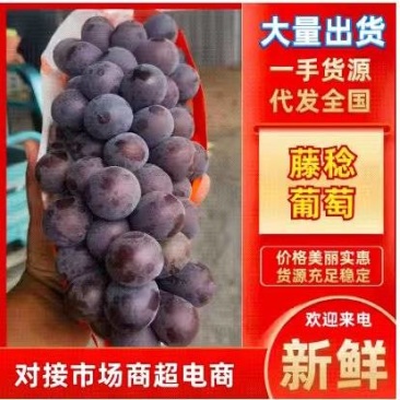 山东藤稔葡萄乒乓球葡萄产地直发货源充足诚信代办欢迎电话联