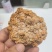 烘干金耳菌，泛白，处理价