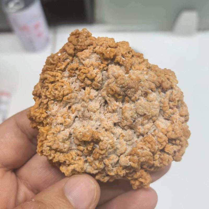 烘干金耳菌，泛白，处理价