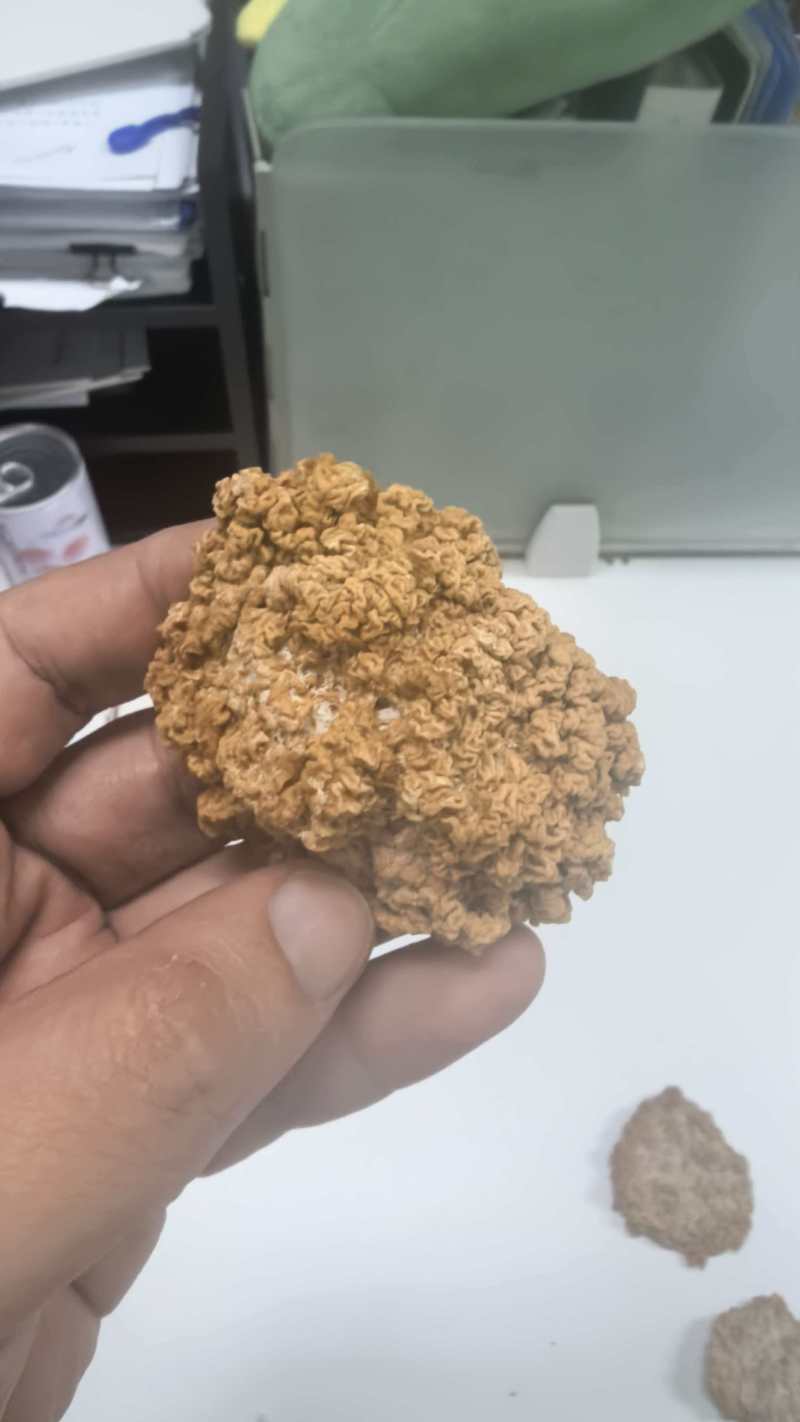 烘干金耳菌，泛白，处理价
