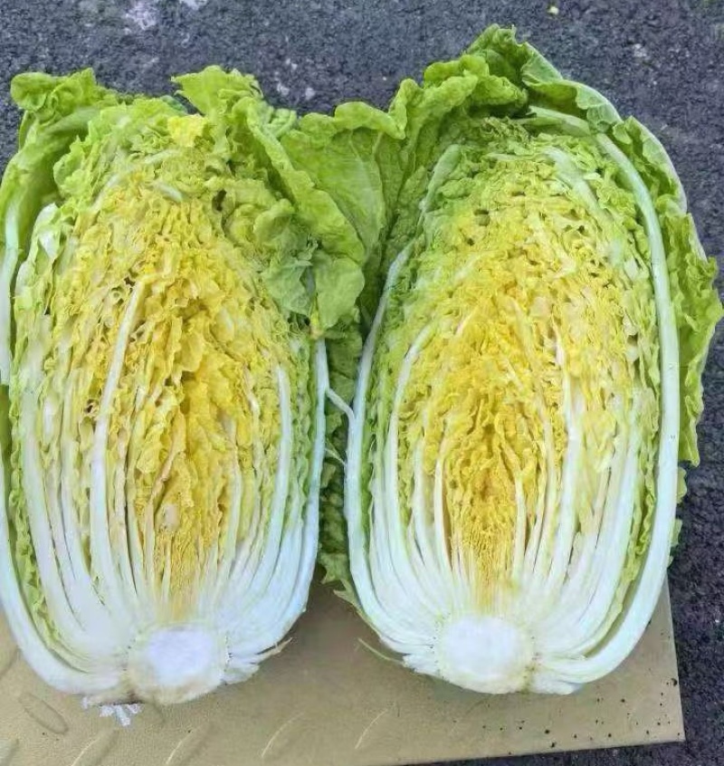 【黄心白菜】河南夏邑万亩白菜基地直供/产地批发/全国发货