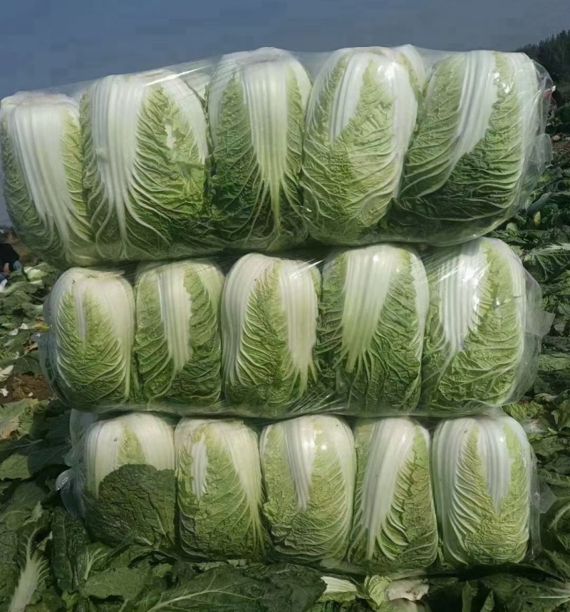 【黄心白菜】河南夏邑万亩白菜基地直供/产地批发/全国发货