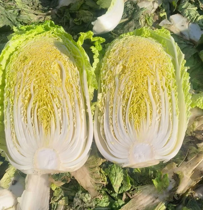 【黄心白菜】河南夏邑万亩白菜基地直供/产地批发/全国发货
