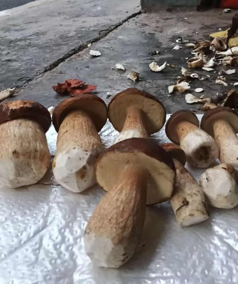 野生牛肝菌腌制菌大量供应欢迎各地客商洽谈合作