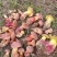 野生牛肝菌腌制菌大量供应欢迎各地客商洽谈合作