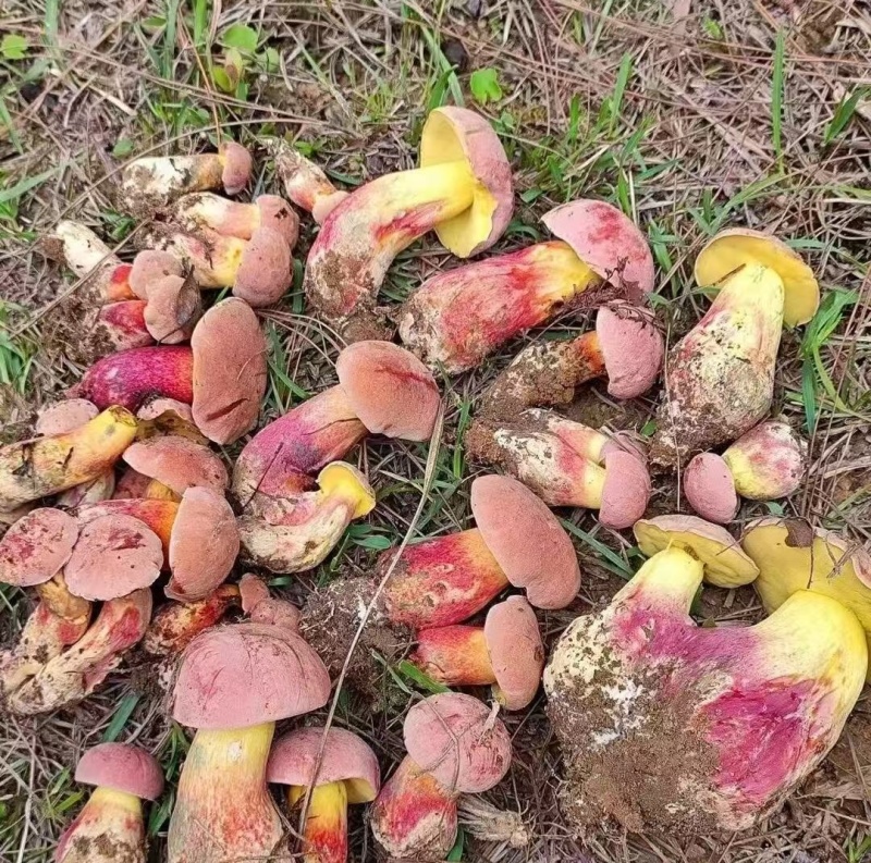 野生牛肝菌腌制菌大量供应欢迎各地客商洽谈合作