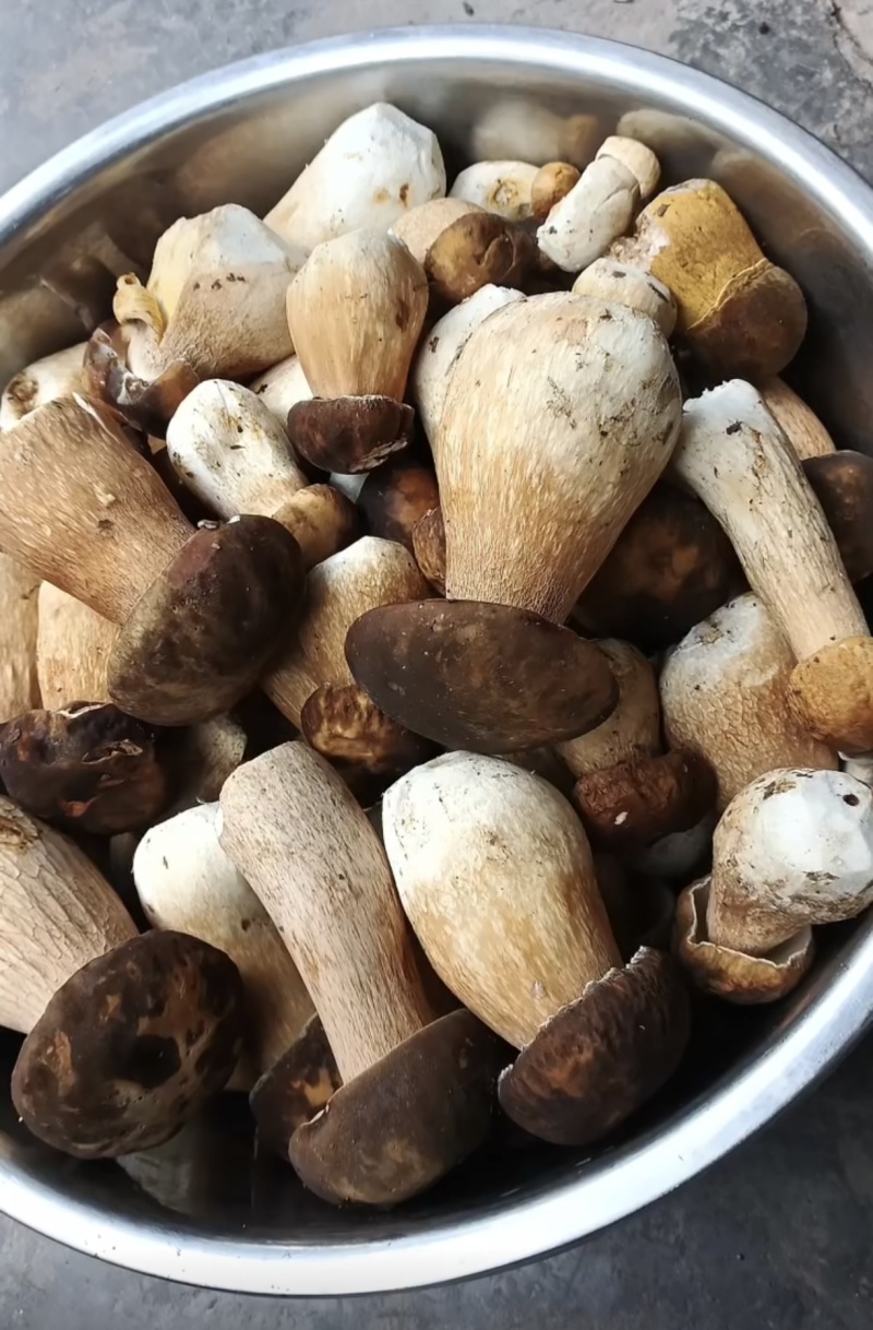 野生牛肝菌腌制菌大量供应欢迎各地客商洽谈合作