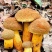 野生牛肝菌腌制菌大量供应欢迎各地客商洽谈合作