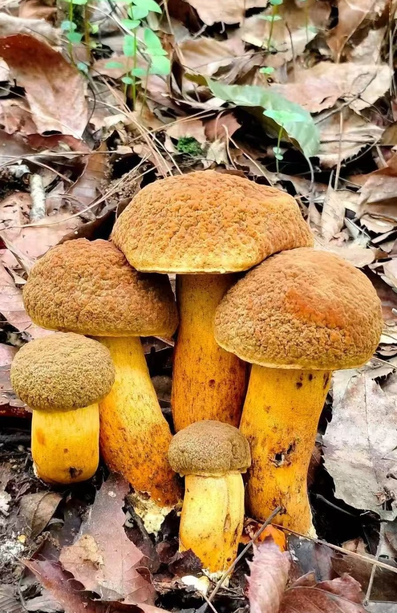 野生牛肝菌腌制菌大量供应欢迎各地客商洽谈合作