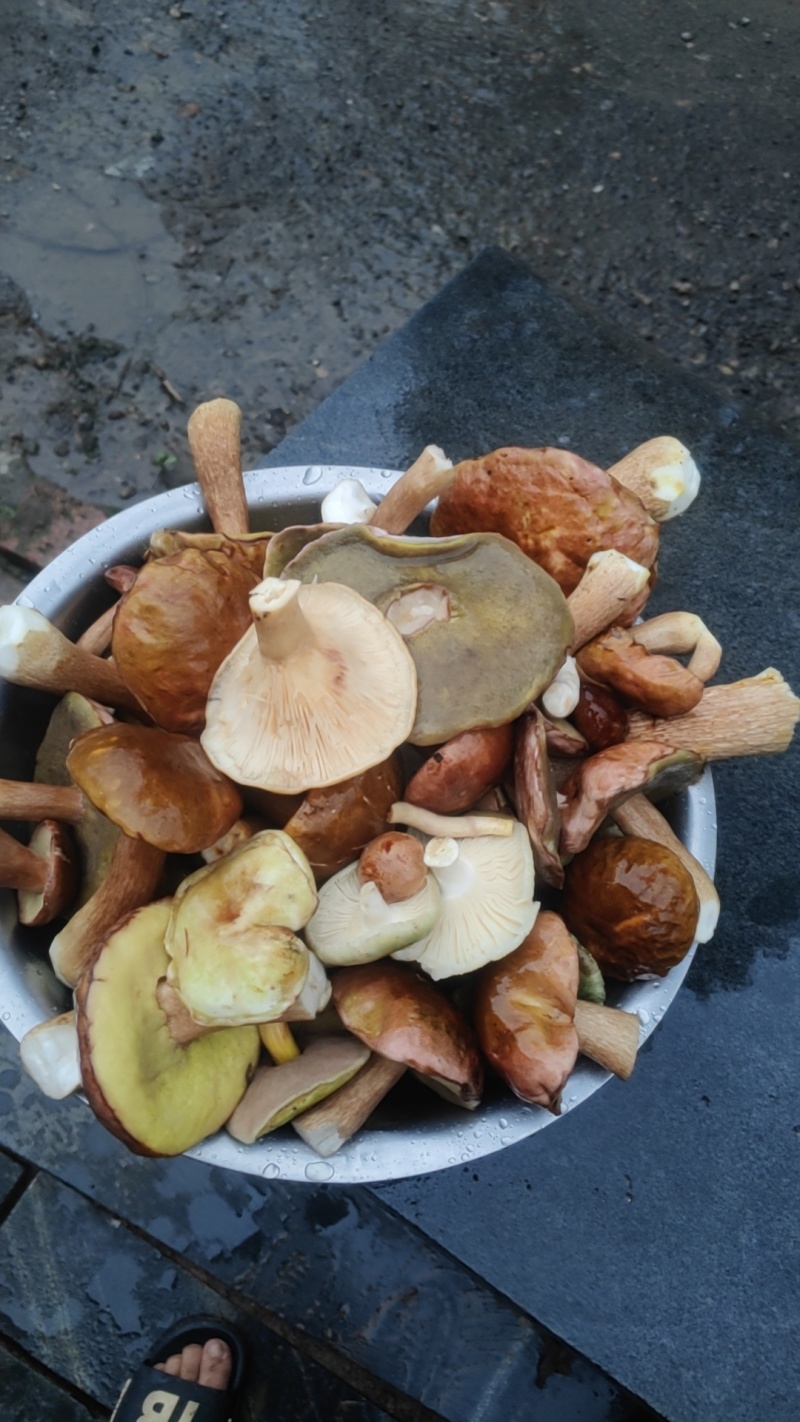 野生牛肝菌腌制菌大量供应欢迎各地客商洽谈合作