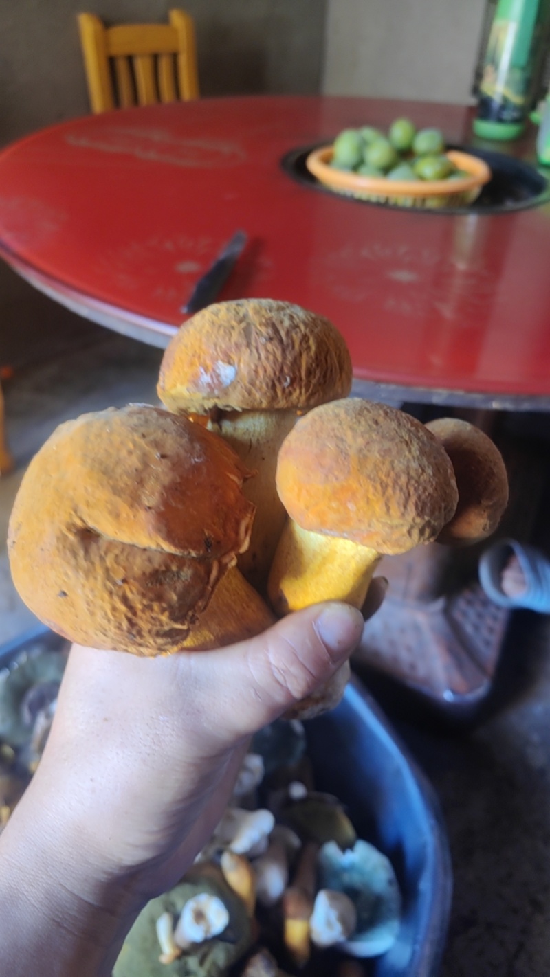 野生牛肝菌腌制菌大量供应欢迎各地客商洽谈合作