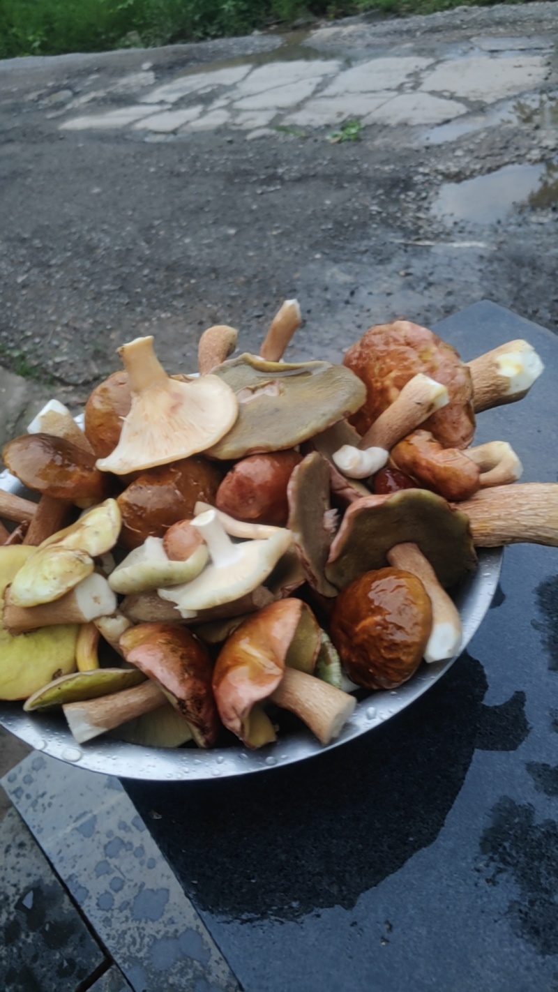 野生牛肝菌腌制菌大量供应欢迎各地客商洽谈合作
