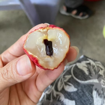 冰荔（荔枝中的爱马仕）