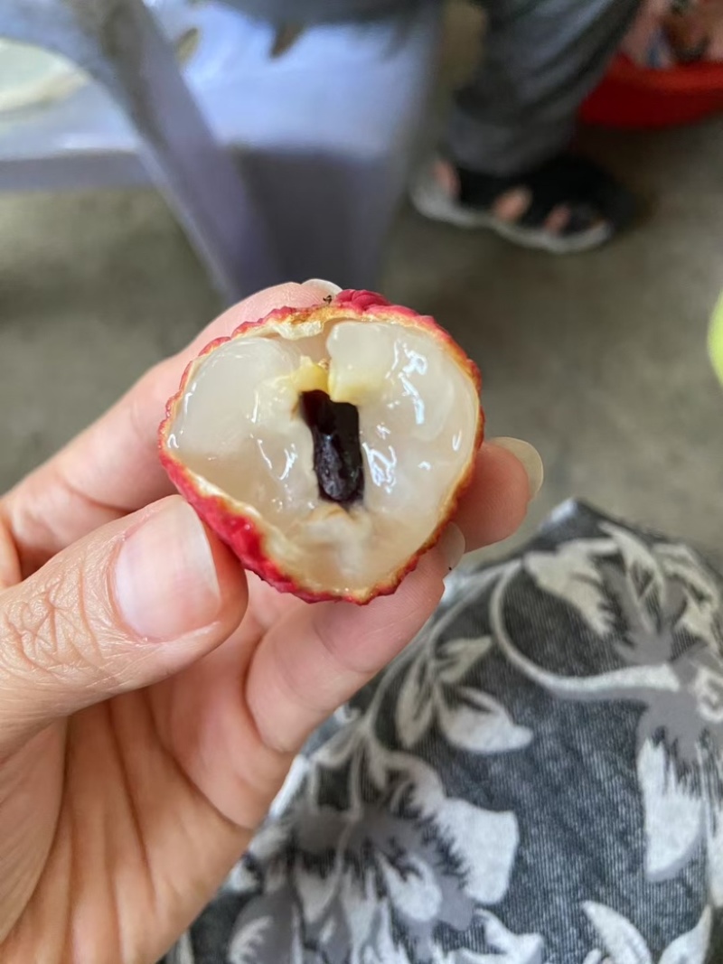 冰荔（荔枝中的爱马仕）