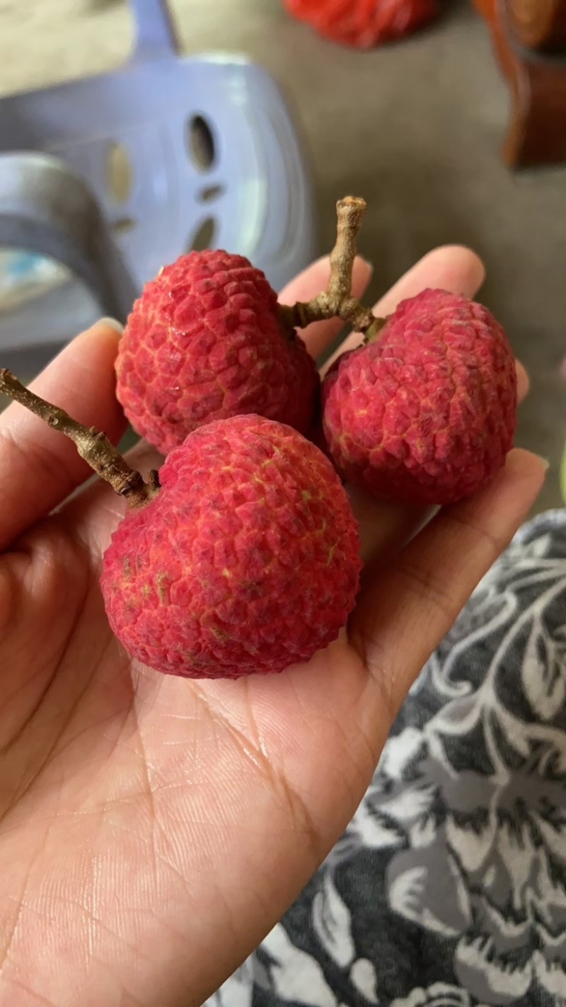 冰荔（荔枝中的爱马仕）