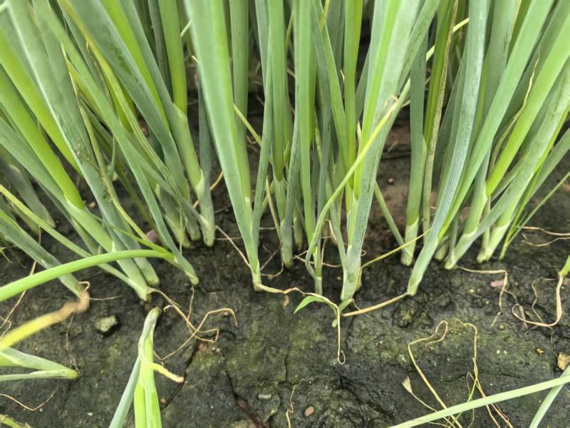 大家好河南汝州纸坊蔬菜种植基地现有小葱白亩正在大量上市