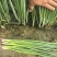 大家好河南汝州纸坊蔬菜种植基地现有小葱白亩正在大量上市