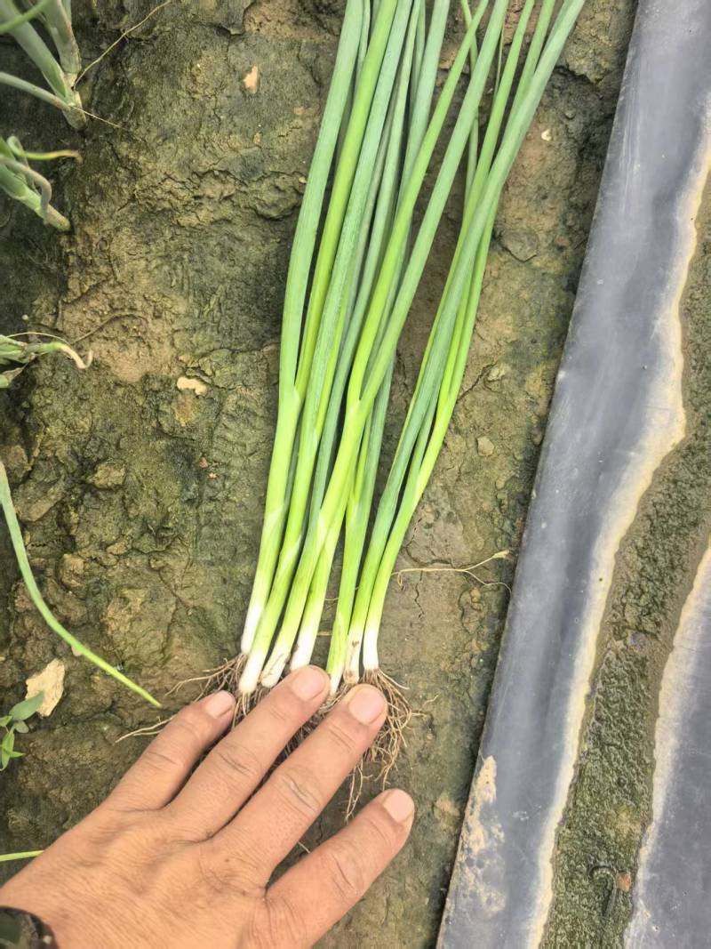 大家好河南汝州纸坊蔬菜种植基地现有小葱白亩正在大量上市