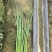 大家好河南汝州纸坊蔬菜种植基地现有小葱白亩正在大量上市