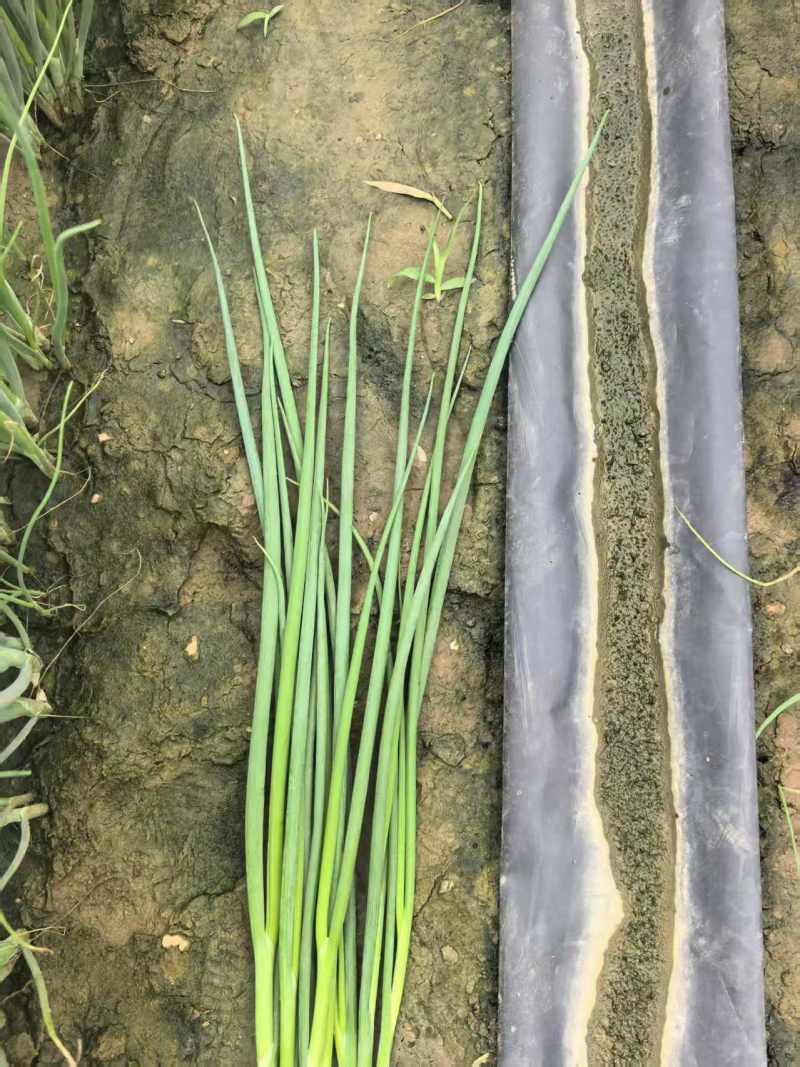 大家好河南汝州纸坊蔬菜种植基地现有小葱白亩正在大量上市