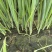 大家好河南汝州纸坊蔬菜种植基地现有小葱白亩正在大量上市