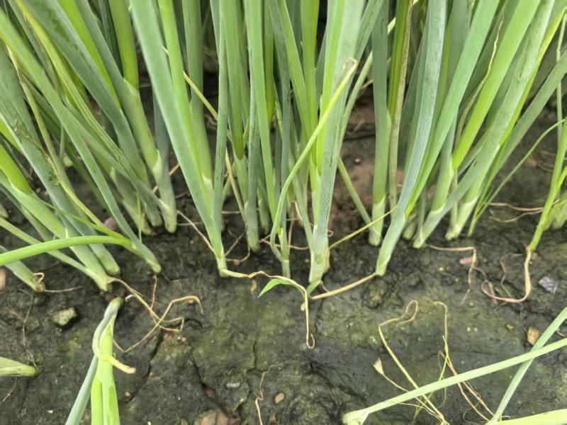 大家好河南汝州纸坊蔬菜种植基地现有小葱白亩正在大量上市