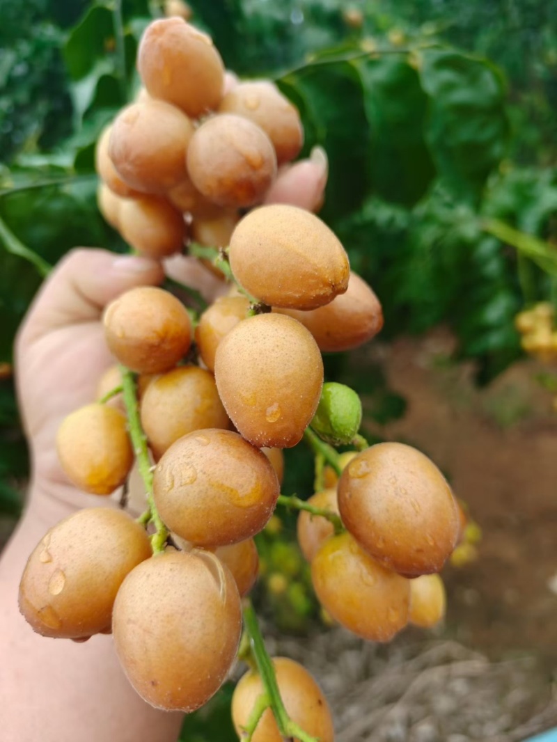 黑金刚黄皮