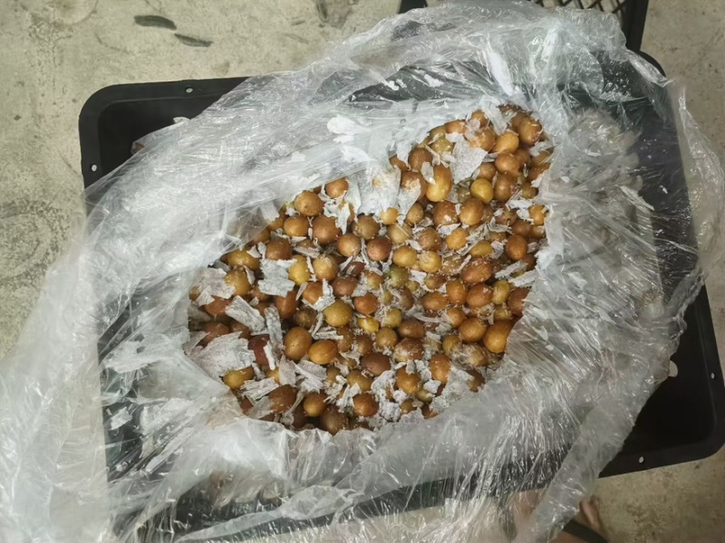 黑金刚黄皮