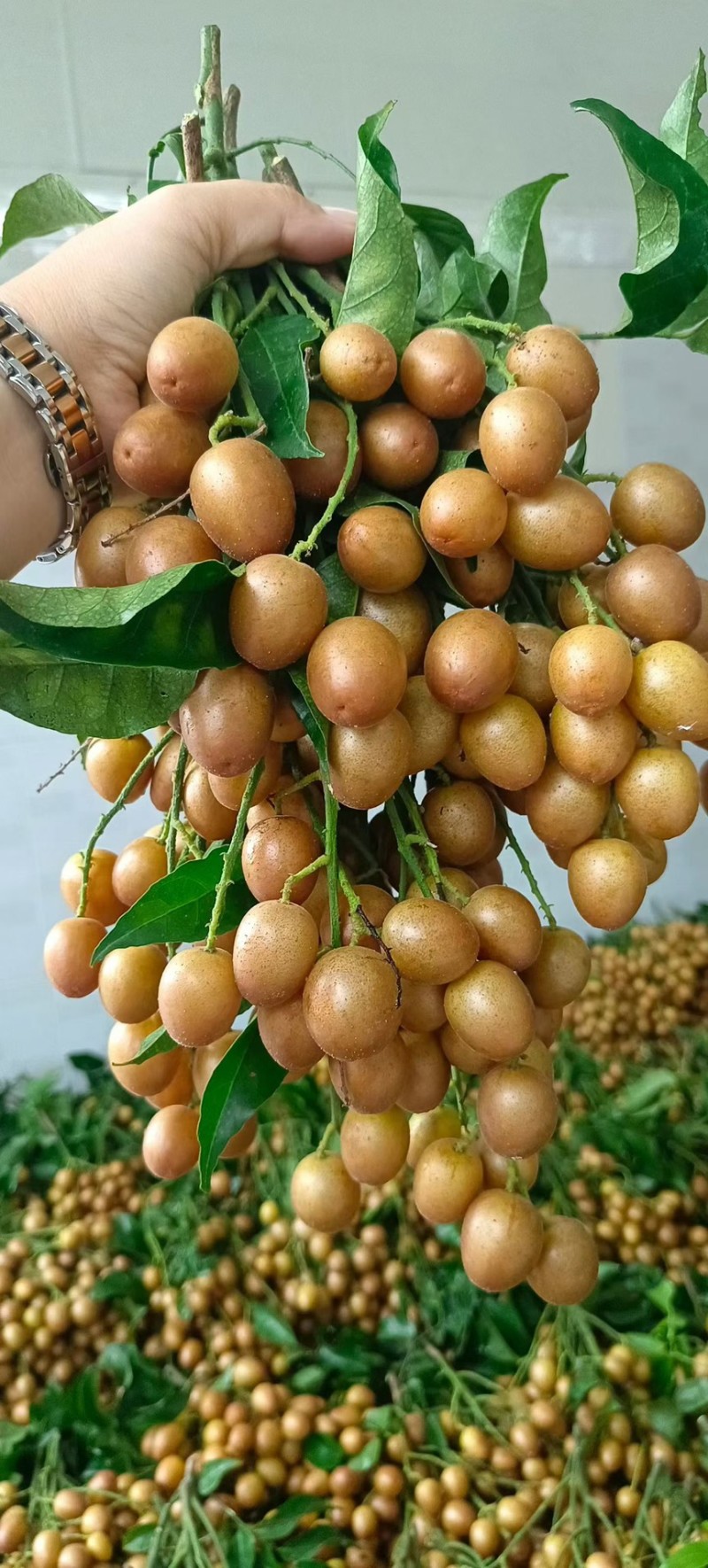黑金刚黄皮