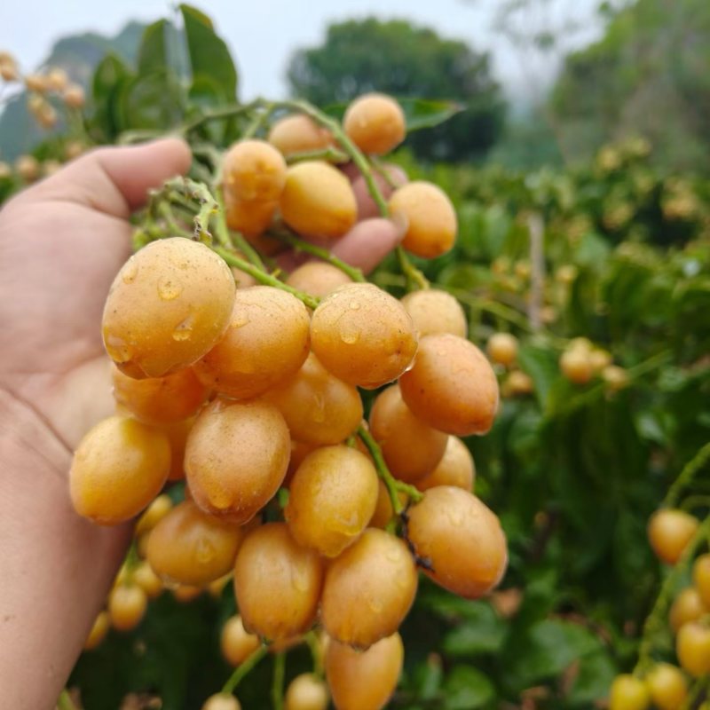 黑金刚黄皮