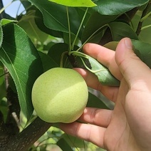 盐边县香花梨大量上市，可选果，可包圆