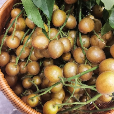 黑金刚黄皮
