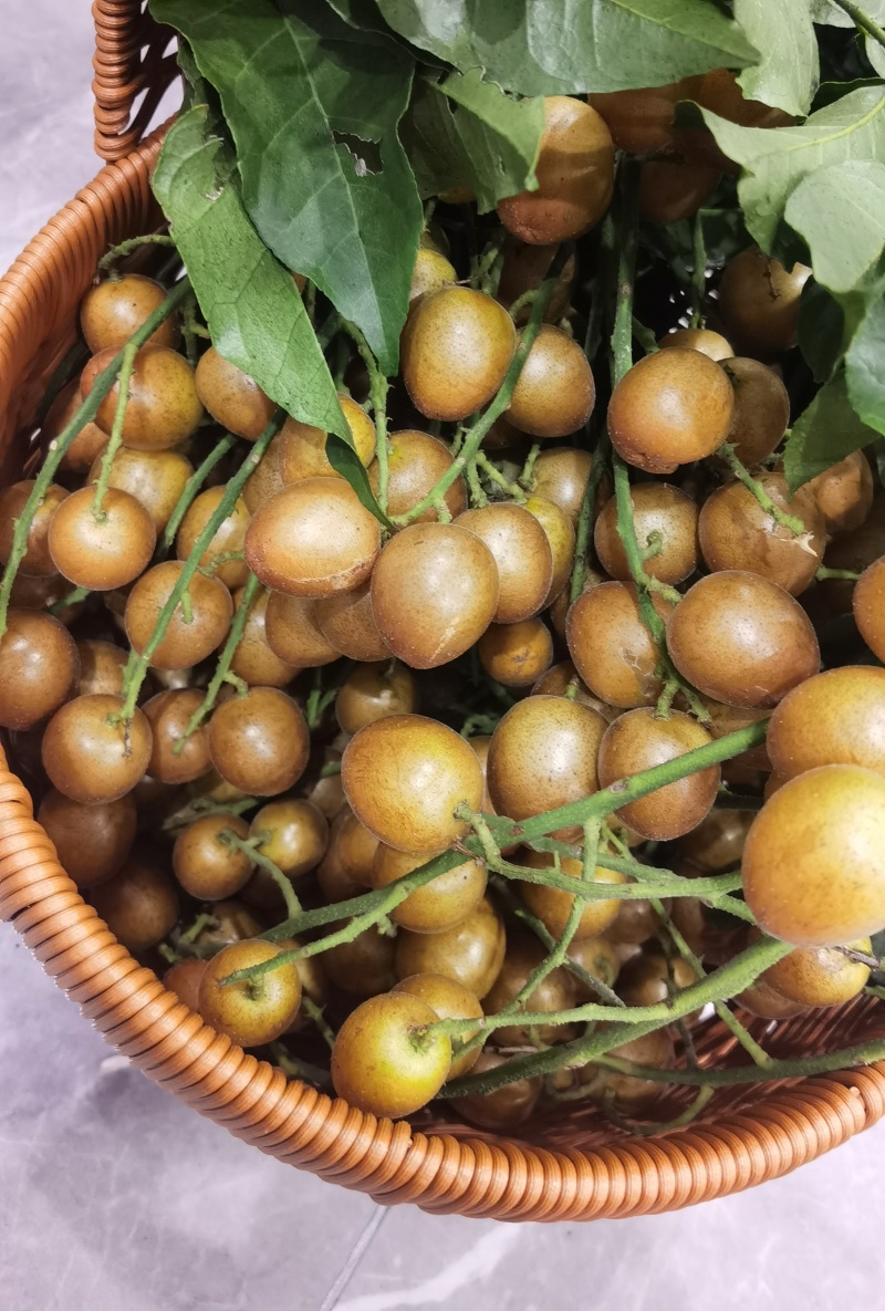 黑金刚黄皮